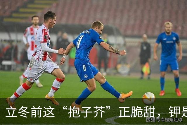 立冬前这“抱子芥”正脆甜，钾是白菜的两倍多，两三块一斤，很多人连名字都没听过